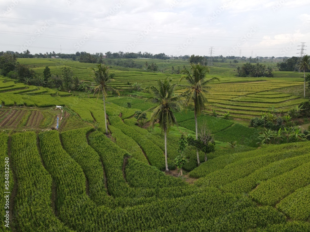 Terraced rice field landscape. Amazing background and wallpaper. green field