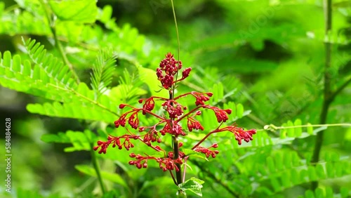 Clerodendrum paniculatum (Also called Bai Jek Hong, He Bao Hua, Pagoda Flowers) flower. Several scientific studies state that the leaves, flowers, and stems contain saponins and polyphenols photo