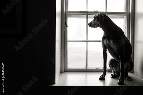 Dog sitting on a large window sill and looking outside