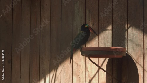 Guiana Toucanet standing on a tree branch or Guyana toucanet. Selenidera piperivora. Family Ramphastidae. photo