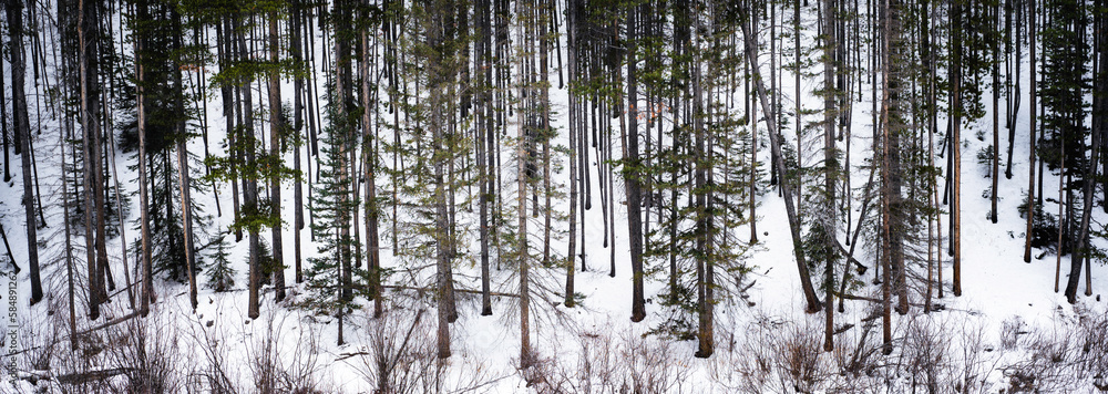 © Todd Korol/Stocksy - Trees silent in the snow.