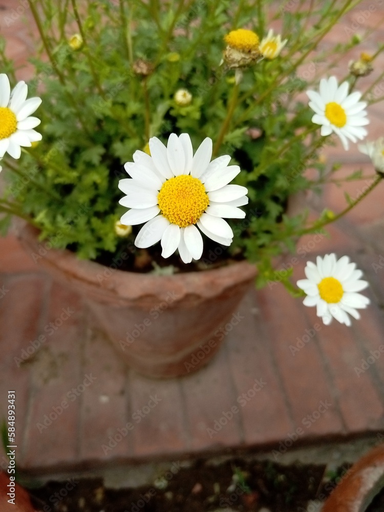 Obraz premium Beautiful and attractive garden flowers closeup view 