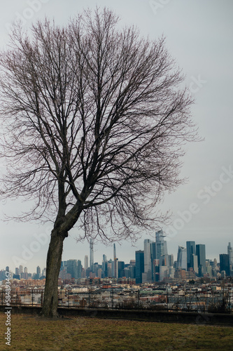 Manhattan view from Jersey city with a tree in front