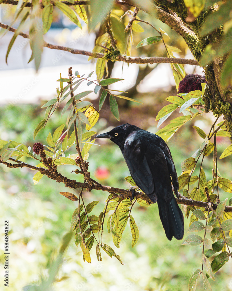 Bird on a tree in Guatape, Colombia Bird on a tree in Guatape, Colombia