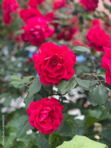 Pretty red roses in spring