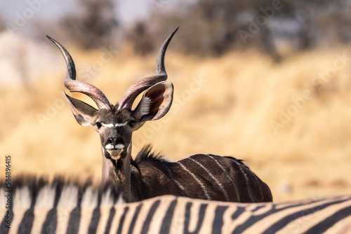 Greater Kudu and Zebra in Etosha National Park, Namibia, Africa.