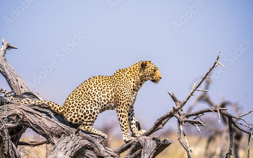 Beautiful leopard Looking For A Prey In The African Savanna photo