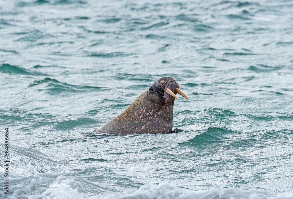 Fototapeta premium Walrus Patrolling an Arctic Shore