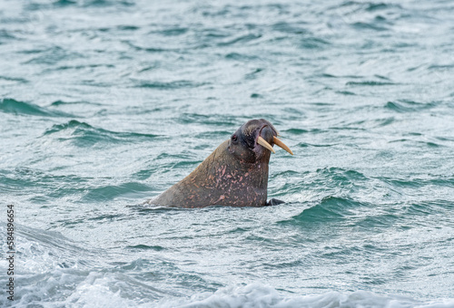 Walrus Patrolling an Arctic Shore