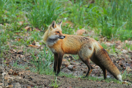 Red Fox Looking Back © duaneups