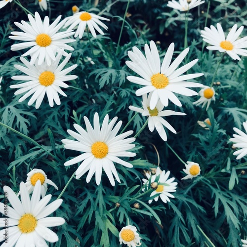 Chamomile flower details