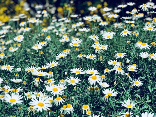 Chamomile field
