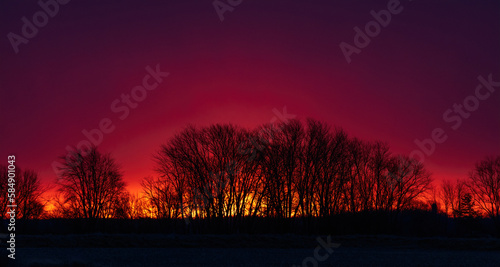 sunset in the forest