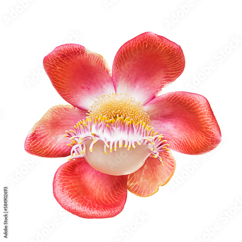 Cannonball flower