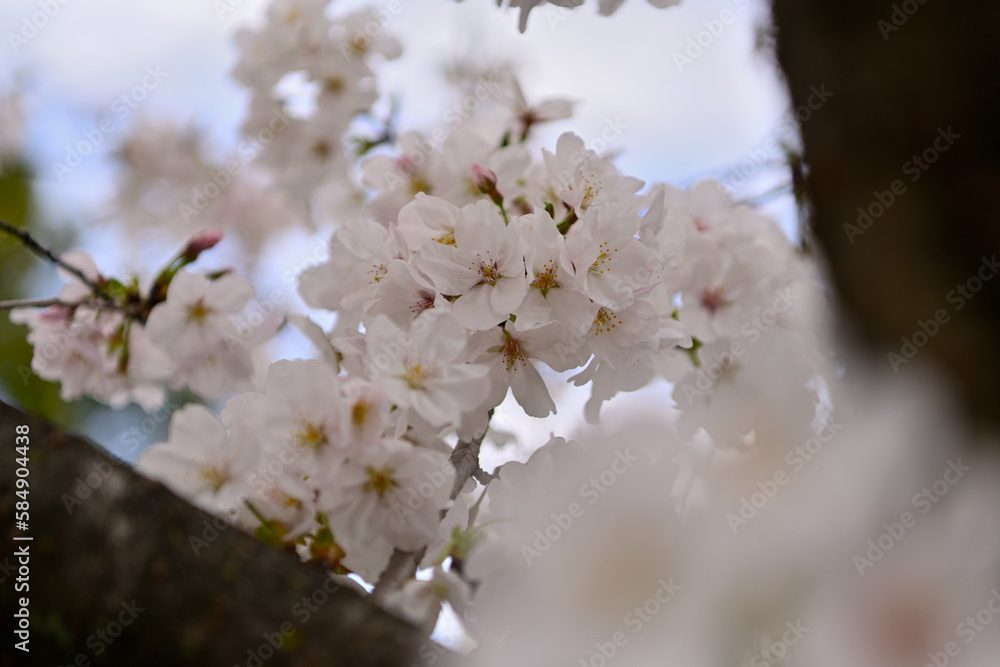 Obraz premium 桜咲く