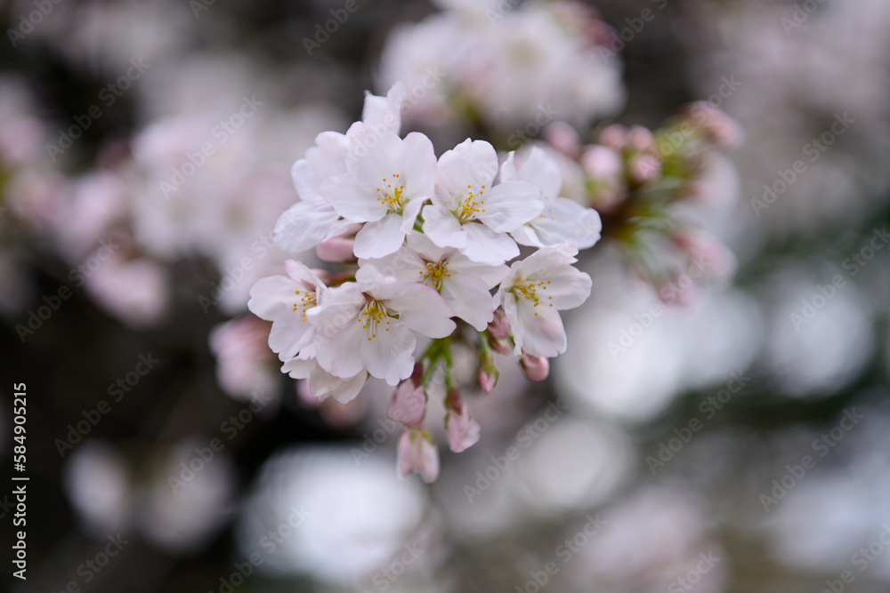 桜咲く