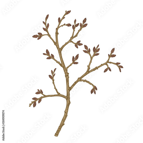 Common hawthorn. Blossoming twig, isolated on transparent background. Spring botanical illustration. Vintage style. Can be used for design of invitations, cards, labels, stickers.