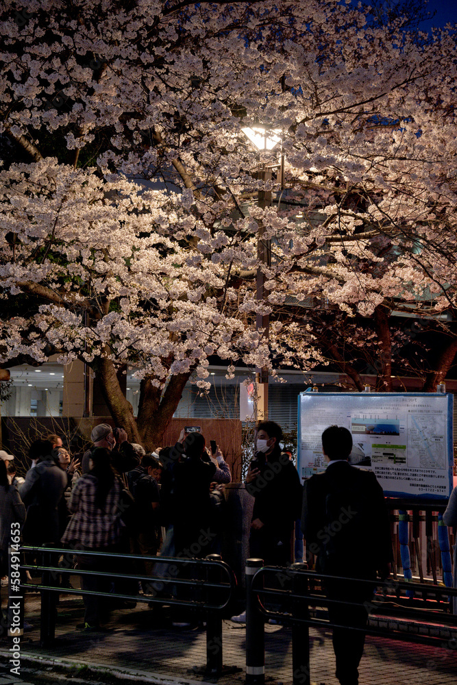 夜桜