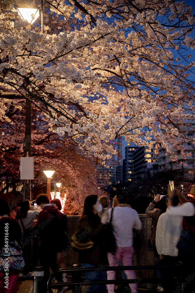 Fototapeta premium 夜桜