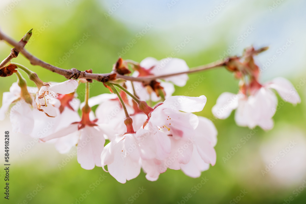 Obraz premium 色が綺麗な満開の桜の花