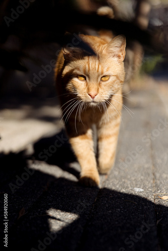 red cat photo