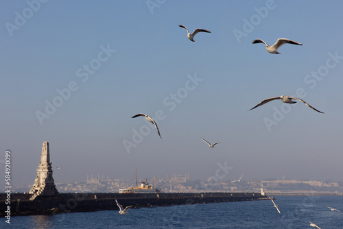 seagulls fly over the sea