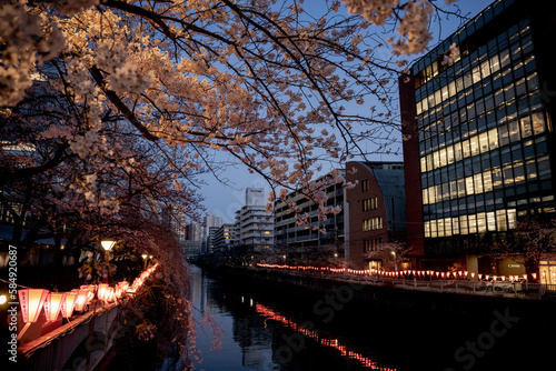 夜桜 © hikka15