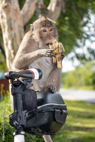 A macaque monkey sits on a bicycle and eats a banana, Thailand