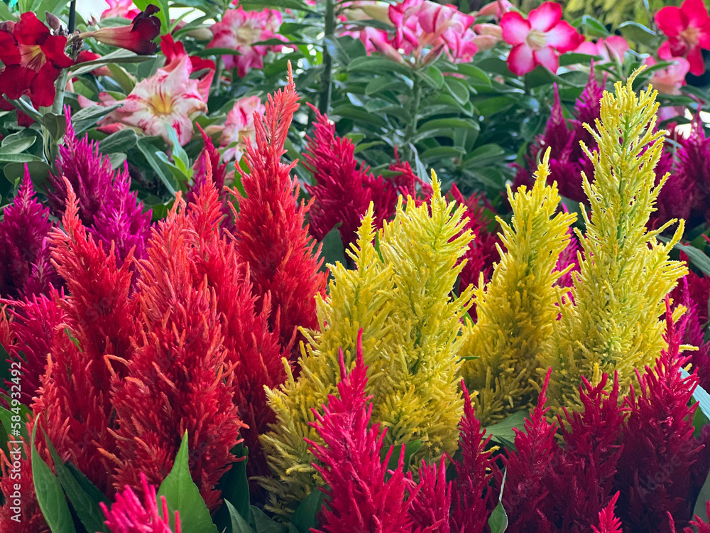 Plantas e flores brasileiras - floricultura, botânico Plantas e flores brasileiras - floricultura, botânico