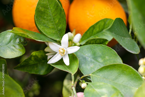 Orange blossom neroli with orange fruits and green leaves in background. Ripe fruit hanging on branch.