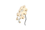 image of white orchid flower on png file on transparent background