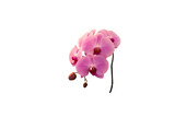 Image of purple orchid flower on png file on transparent background.