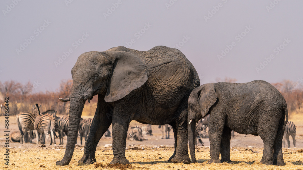 Group of elephants in Etosha National Park, Namibia, Africa Group of elephants in Etosha National Park, Namibia, Africa