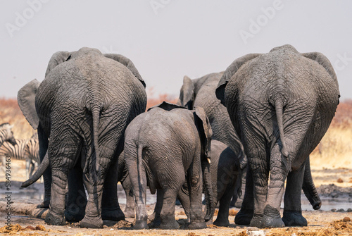 Group of elephants in Etosha National Park, Namibia, Africa