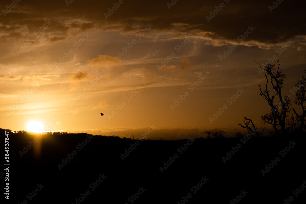 Bird flying into the sunset