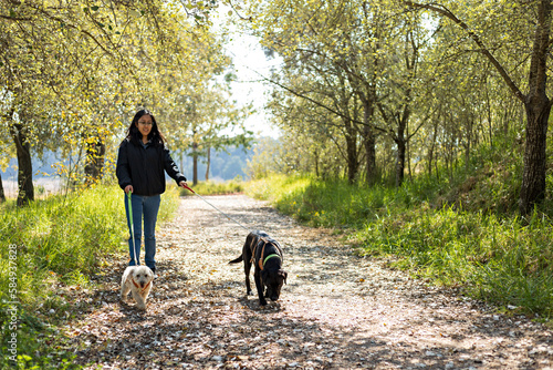 Woman Sauntering With Her Dogs photo