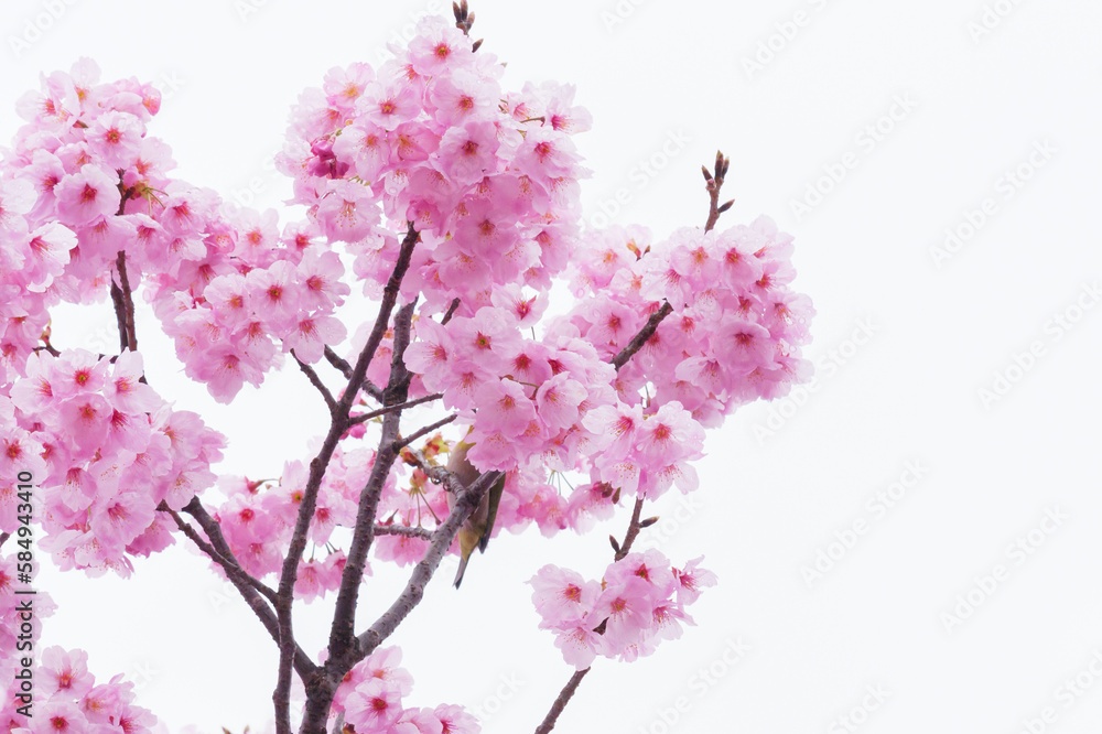 Obraz premium Beautiful cherry blossoms after rain in spring