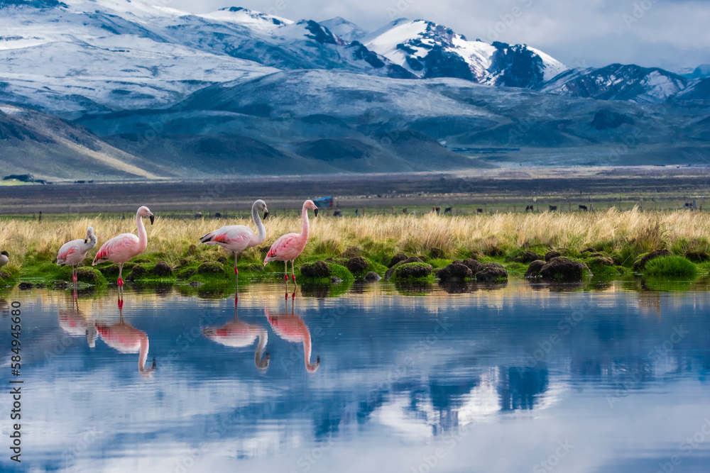 flamingo in the lake