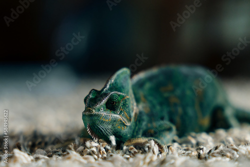 weak chameleon on the carpet photo