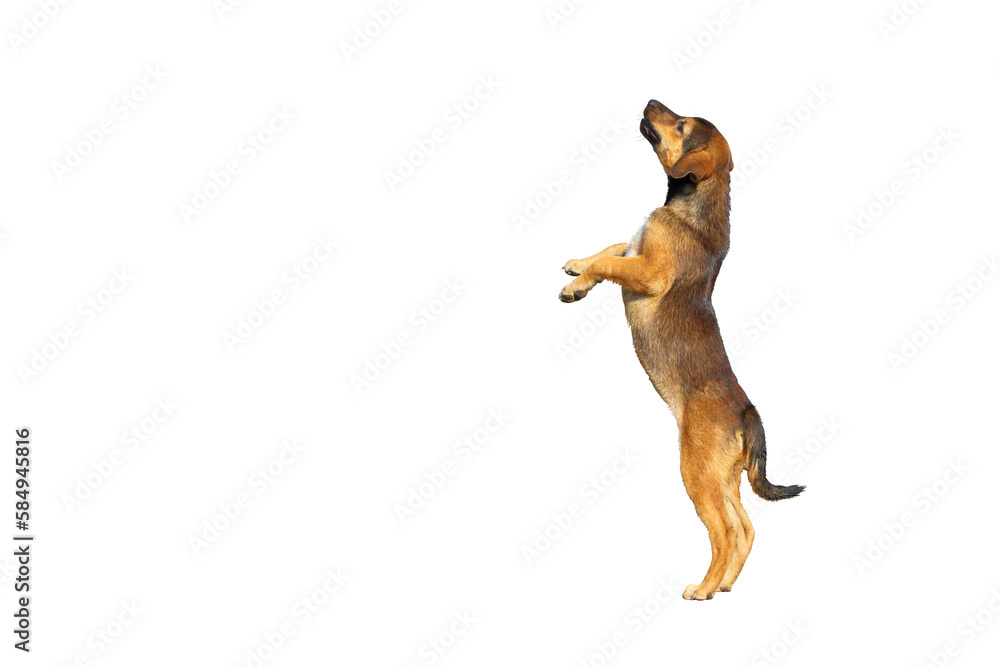 Cute of puppy jumping isolated on transparent background png file Stock ...