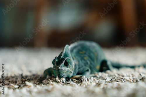 weak chameleon on the carpet photo