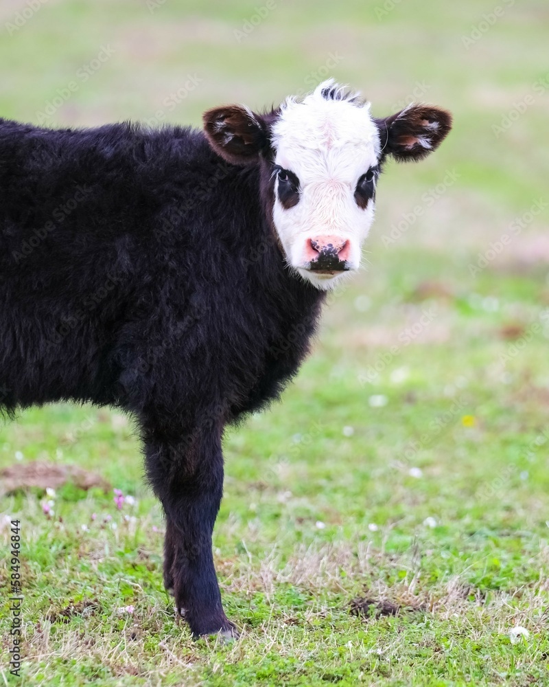 Closeup of a Black Baldy, Angus-Hereford Cross Calf Closeup of a Black Baldy, Angus-Hereford Cross Calf