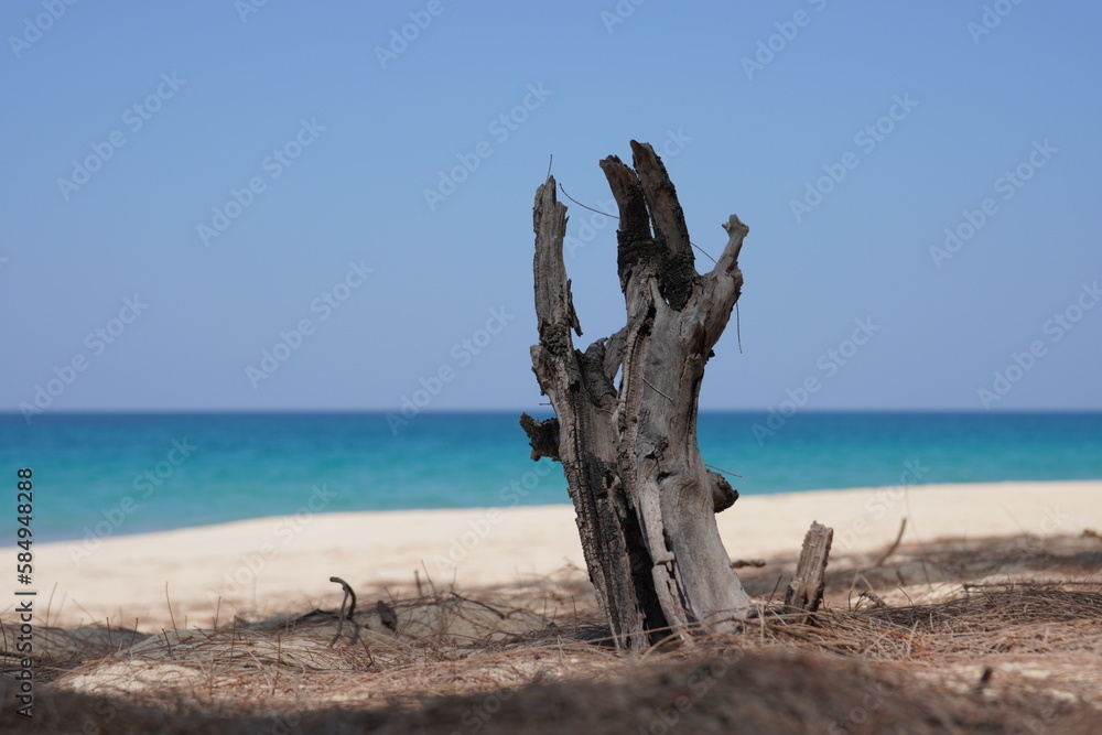 Tree roots look like hands, cutting the sky, sea water, Phang Nga, Thailan