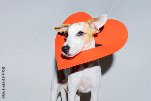 Direct Flash Photo Of A Romantic Dog  photo