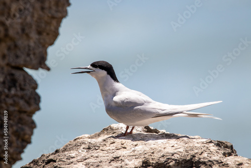 White-fronted Tern in New Zealand