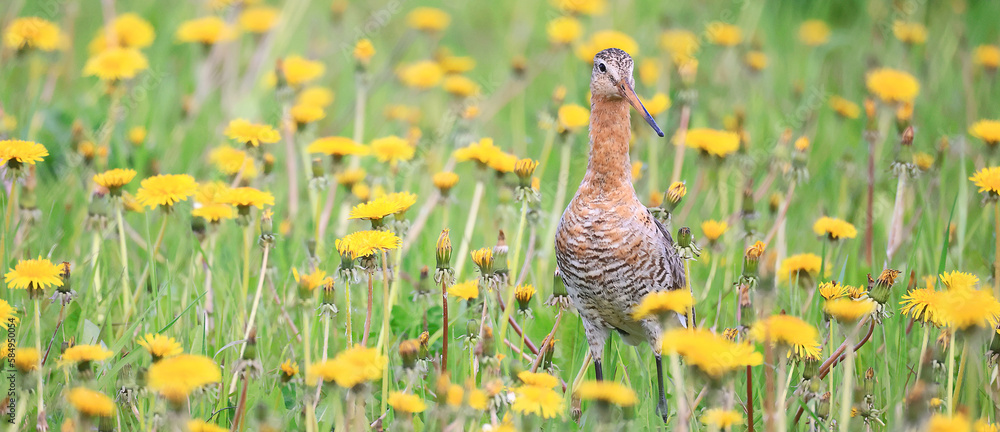 wildlife bird sandpiper on a field of flowers, background wallpaper wildlife bird sandpiper on a field of flowers, background wallpaper