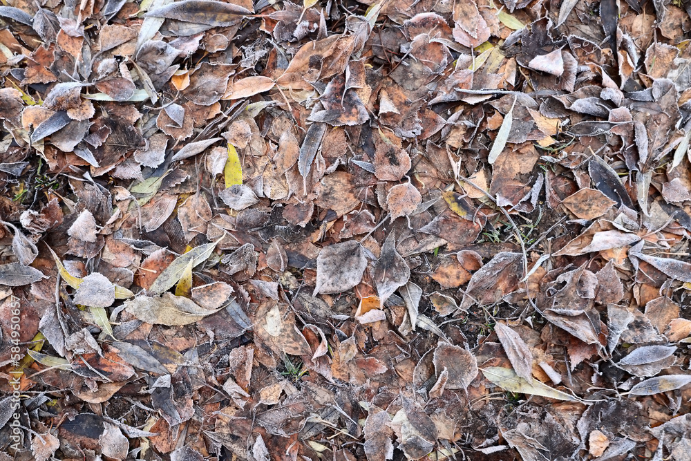 gloomy background fallen leaves autumn seasonal depression monochrome gloomy background fallen leaves autumn seasonal depression monochrome