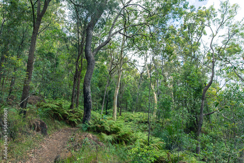 trees in the forest