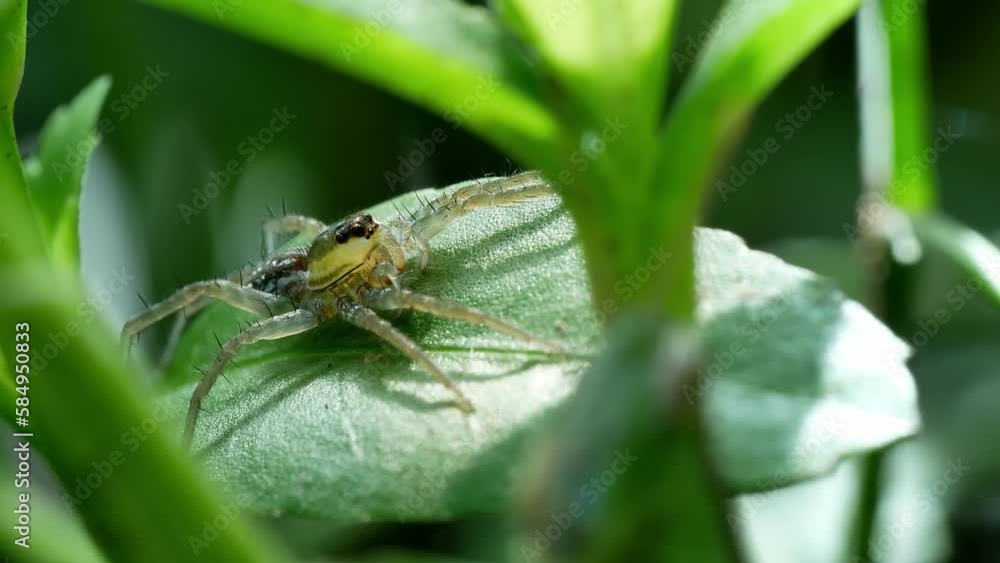 Wolf spider sun bathing on the leaf in the bush Wolf spider sun bathing on the leaf in the bush