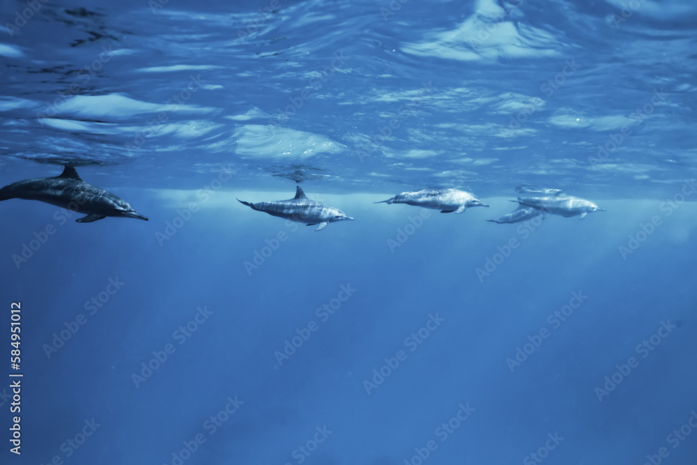 Fototapeta premium dolphins underwater photo, sea water wildlife